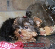 teacup yorkie